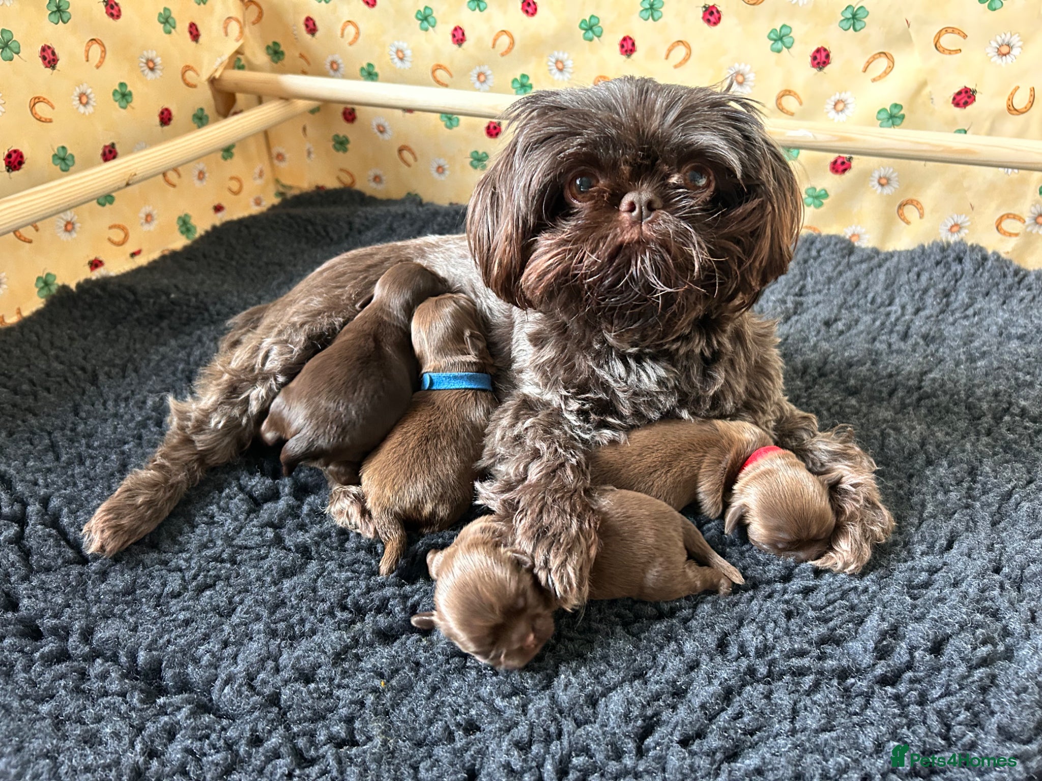 Shih Tzu dogs Beautiful imperial Shih Tzu  - Advert 1