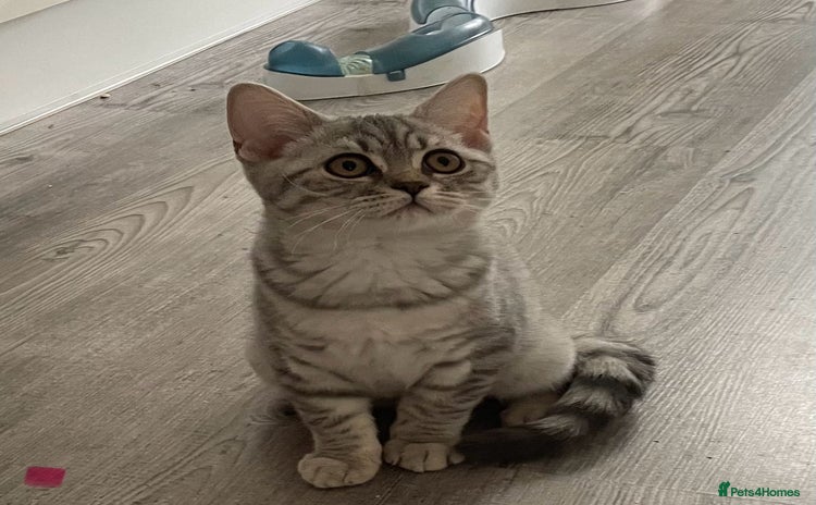 British Shorthair cats - Advert 12