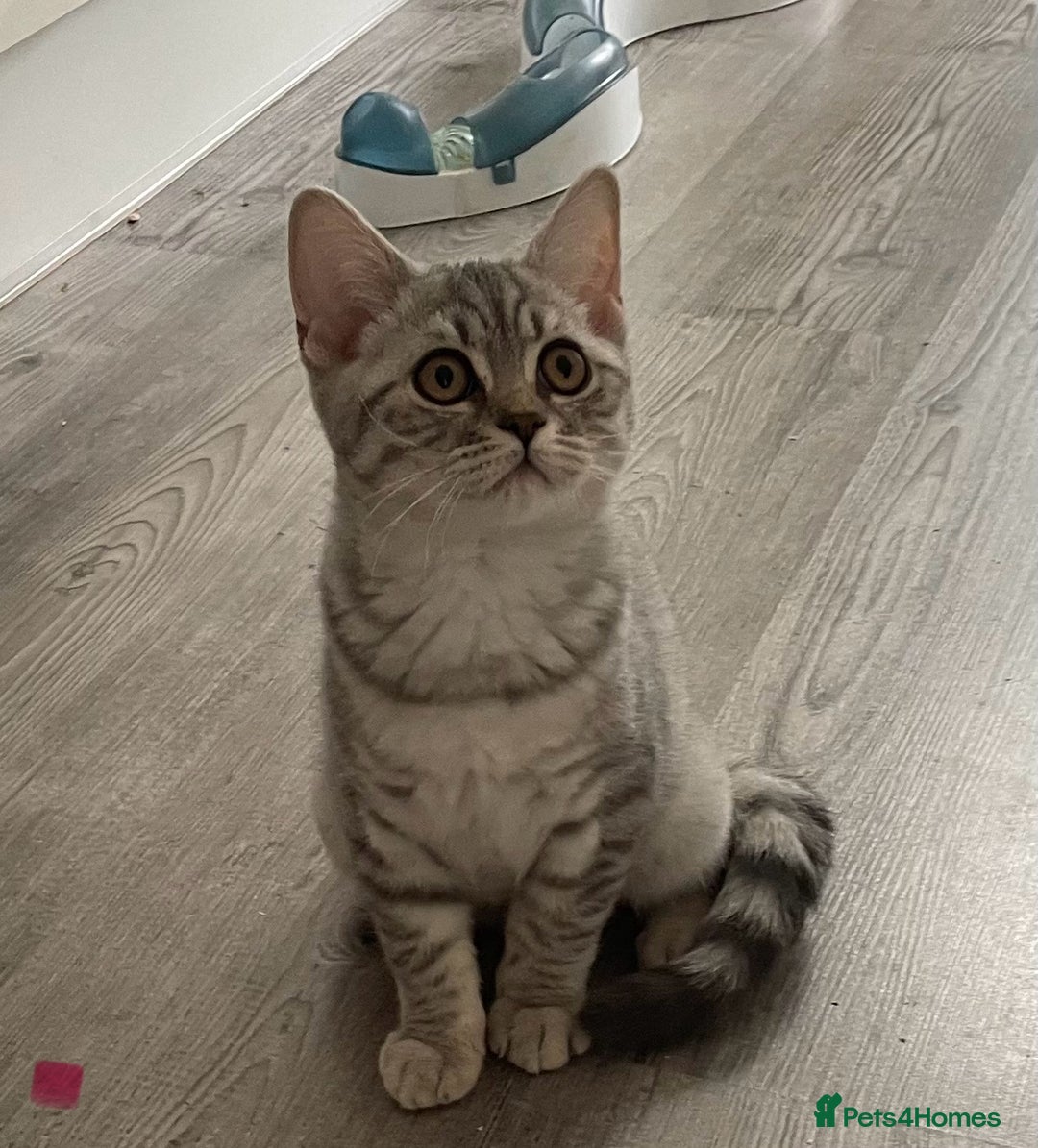 British Shorthair cats for sale:  Gorgeous  pedigree Bsh kittens Ready now  - Image 2