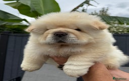 Chow Chow dogs for sale: 🧸🧸Beautiful litter of chow chow puppies🧸🧸 - Image 12