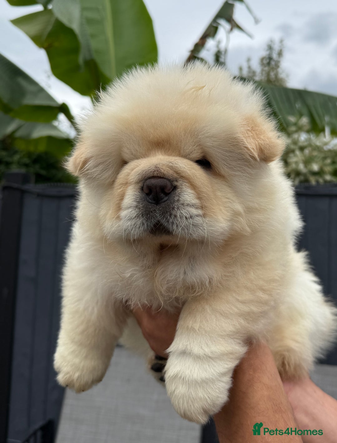 Chow Chow dogs for sale: 🧸🧸Beautiful litter of chow chow puppies🧸🧸 - Image 12