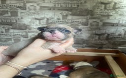 French Bulldog dogs for sale: French bulldog - Image 2