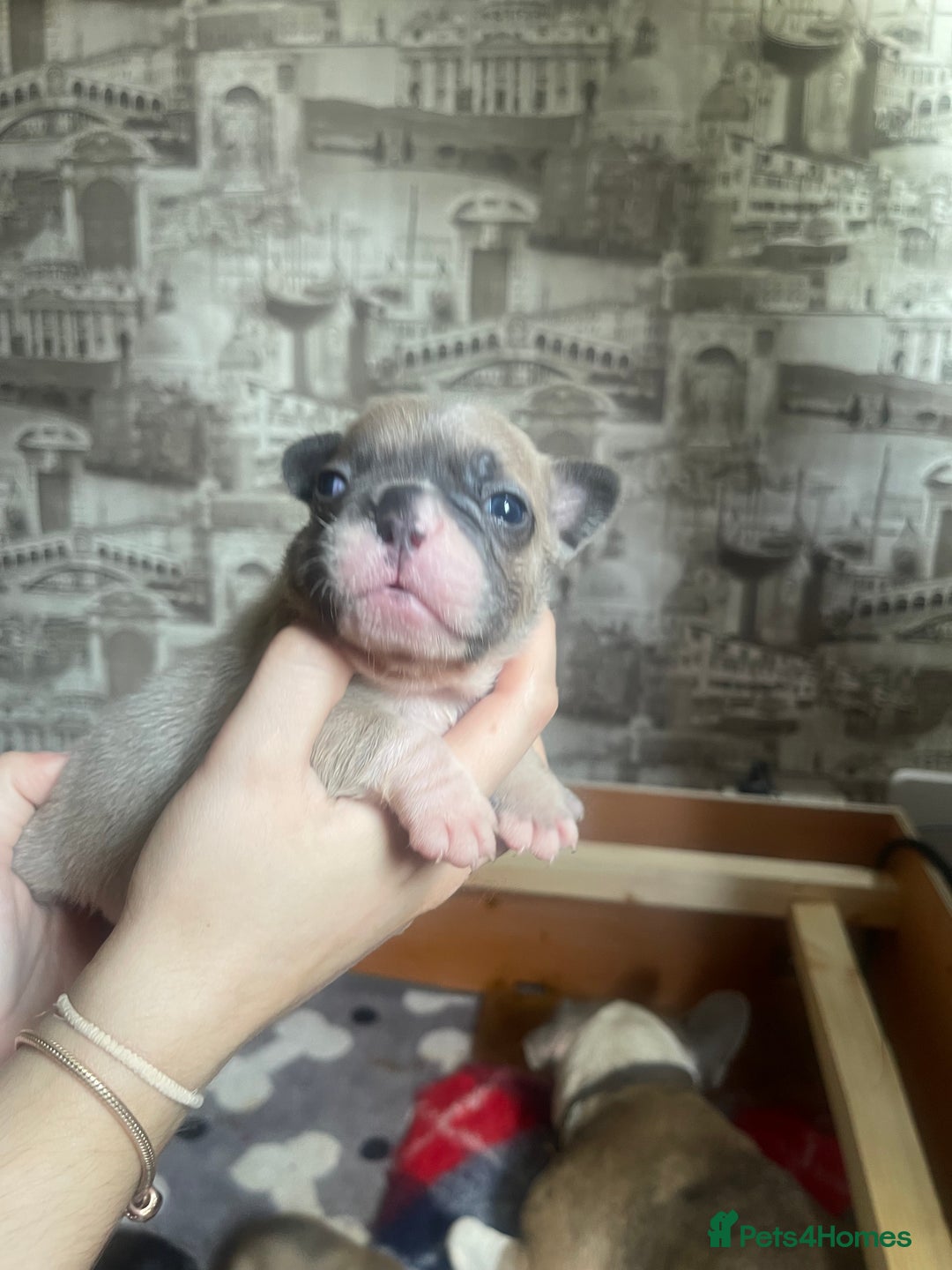 French Bulldog dogs for sale: French bulldog - Image 2