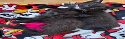 Mixed Breed cats for sale: Kitten for sale  - Advert 6