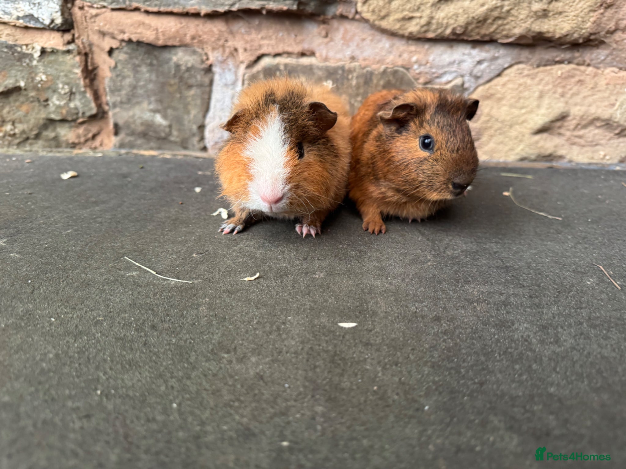 Guinea Pig rodents Baby male guinea pigs for sale  - Advert 1