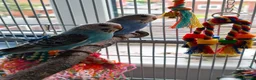 Budgerigars birds for sale: Baby Budgies - Ready for their forever home - Advert 5