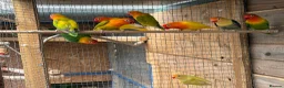 Lovebirds birds for sale: Fischer lovebirds  - Advert 5