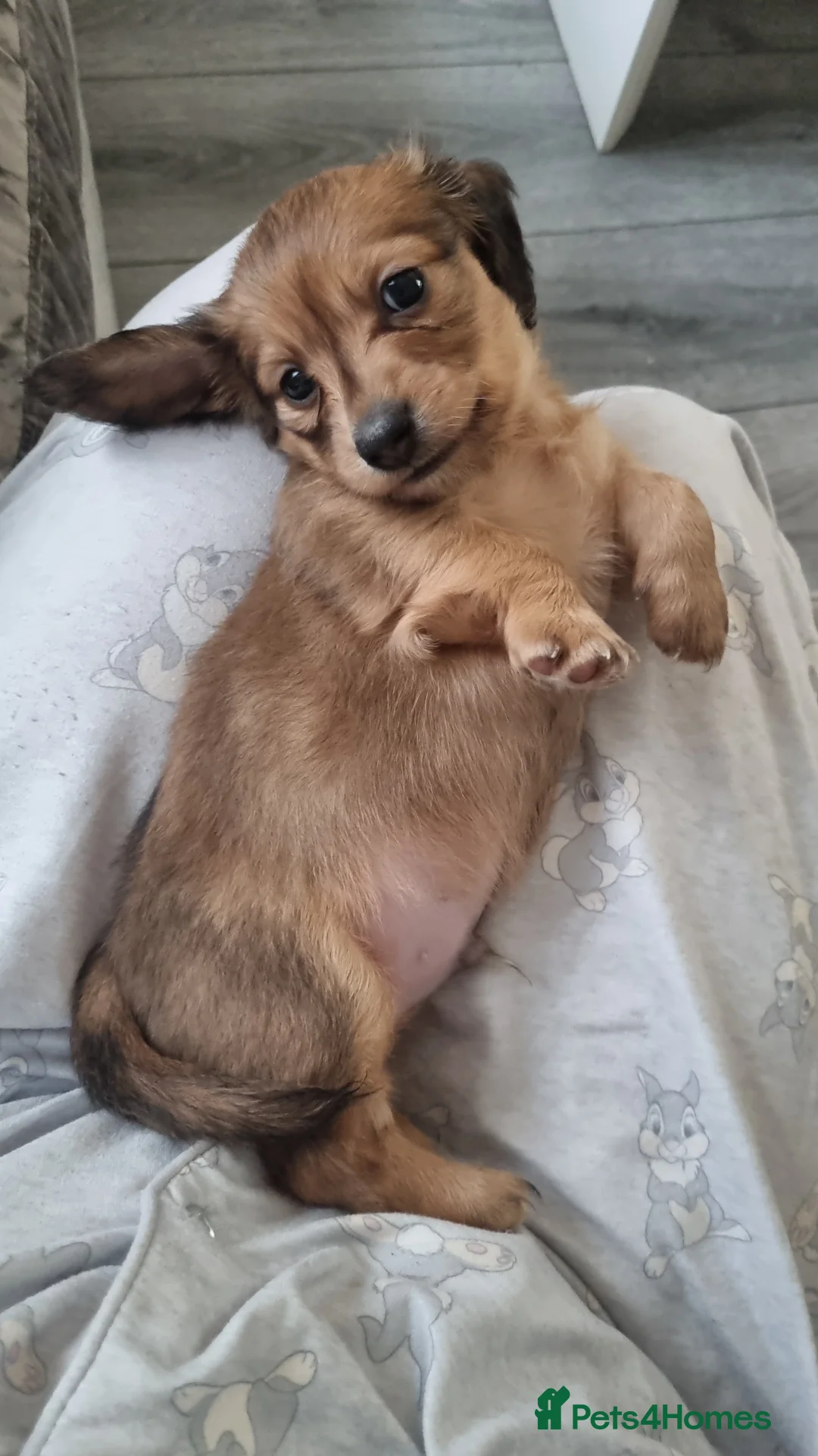 Miniature Dachshund dogs for stud: ee Cream Longhaired Miniature Dachshund for Stud in Helensburgh - Advert 10