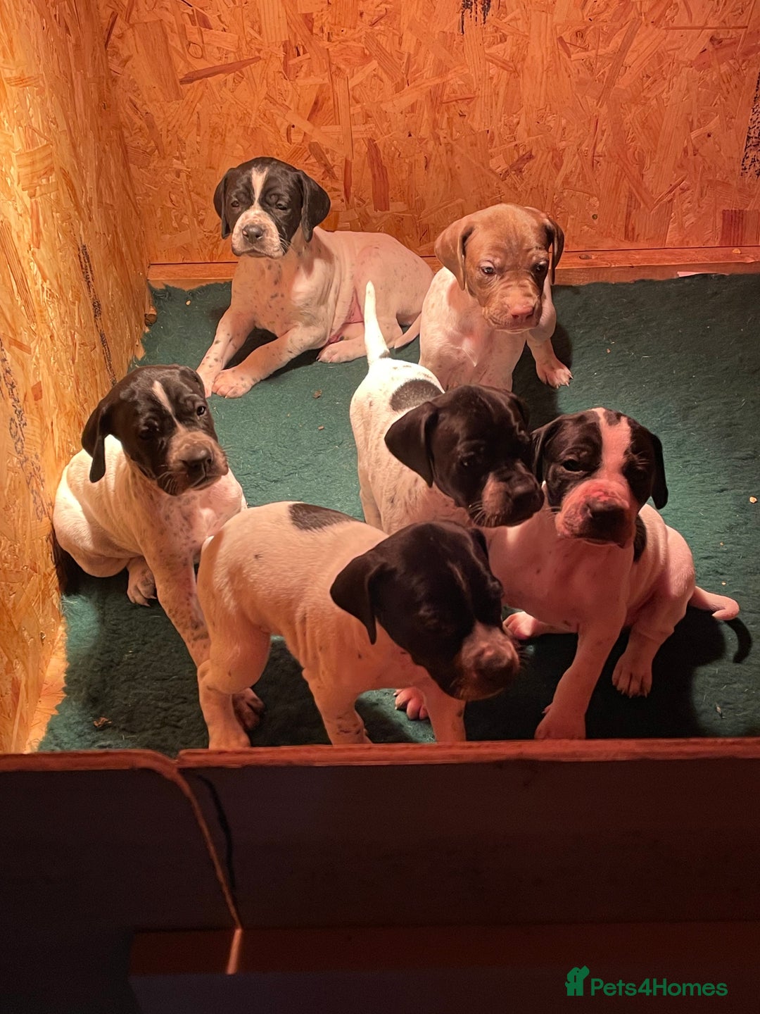 Pointer dogs for sale: Pointer Puppies for sale  - Advert 5