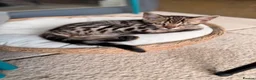 Bengal cats for sale: 🌟 Stunning Female Bengal Kittens Available! 🌟 - Advert 3