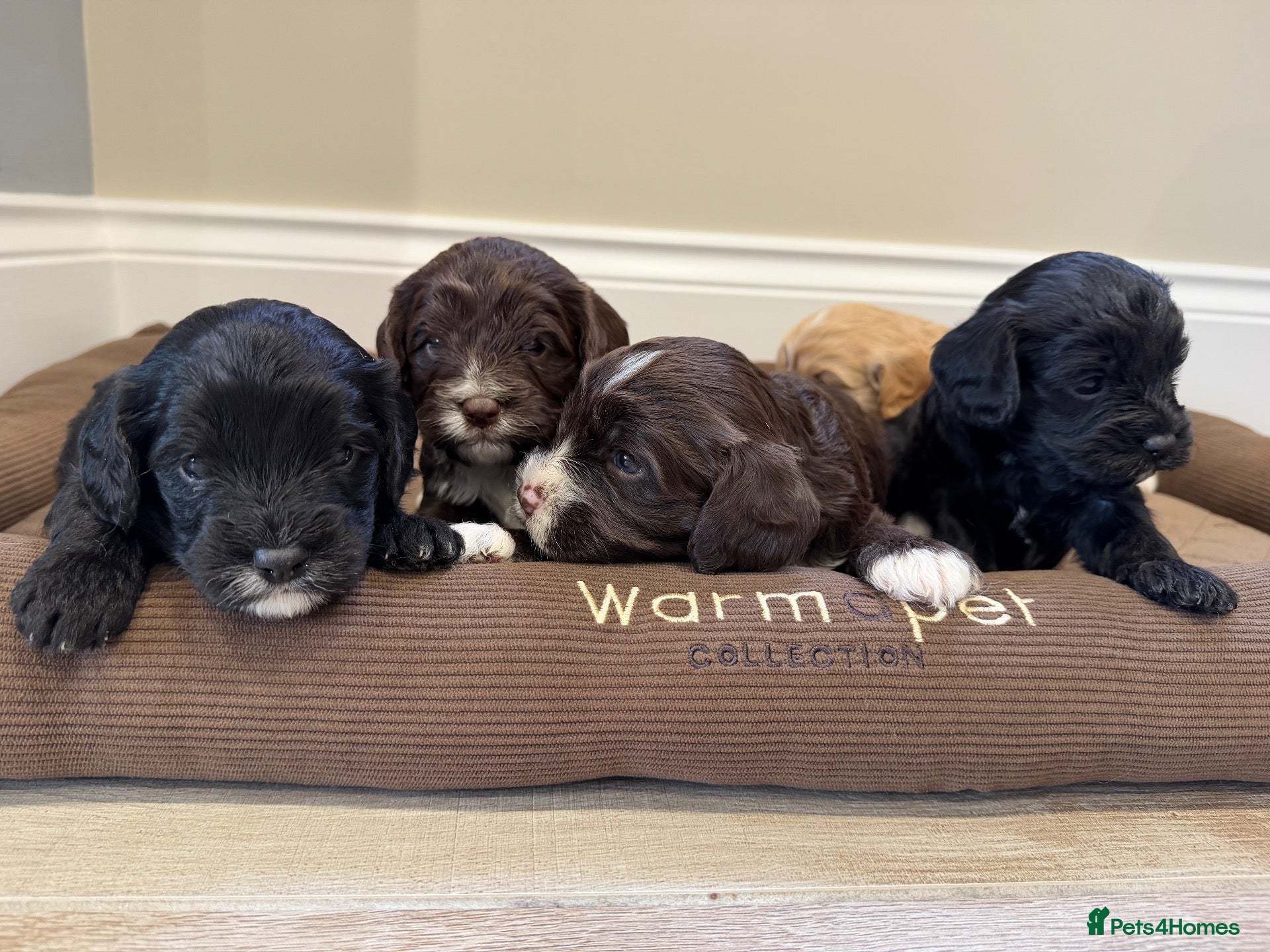 Cavapoo dogs Cavapoo puppies f1  - Advert 4
