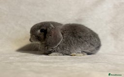 Mini Lop rabbits for sale: Pure mini lop babies to reserve  - Image 17