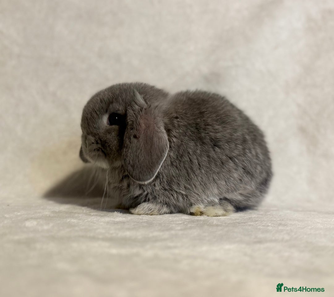 Mini Lop rabbits for sale: Pure mini lop babies to reserve  - Image 17