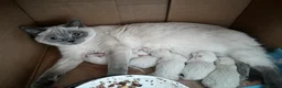 Mixed Breed cats for sale: No longer Available! Ragdoll x BSH Kittens - Advert 3