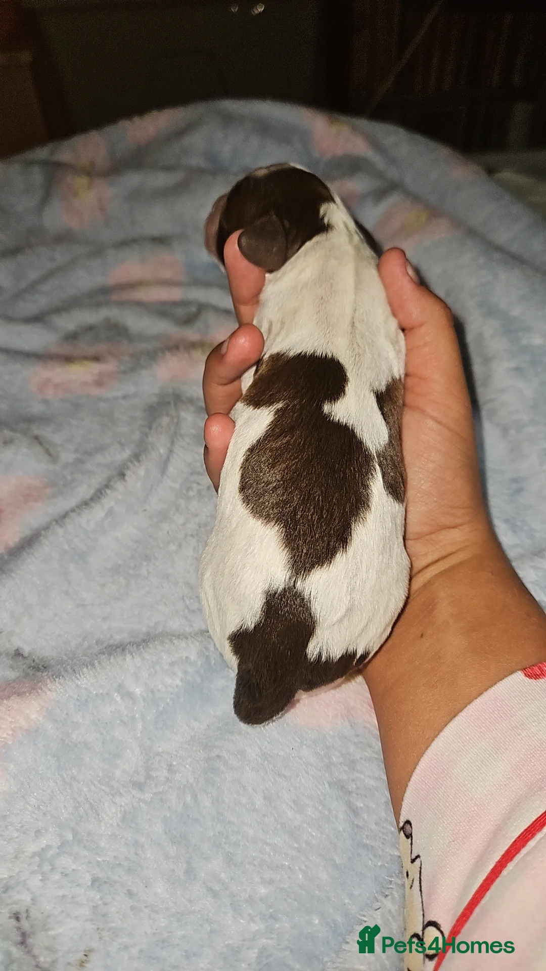 Sprocker dogs for sale: Cocker spaniel puppies  - Advert 2