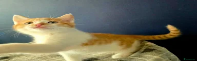 Mixed Breed Kitten 5