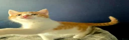 Mixed Breed cats for sale: Ready 5kittens raised with dogs and children - Advert 10