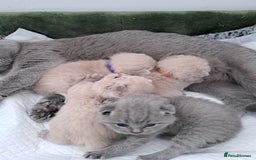 British Shorthair cats for sale: British Shorthair Lilac and Blue colour  - Image 6