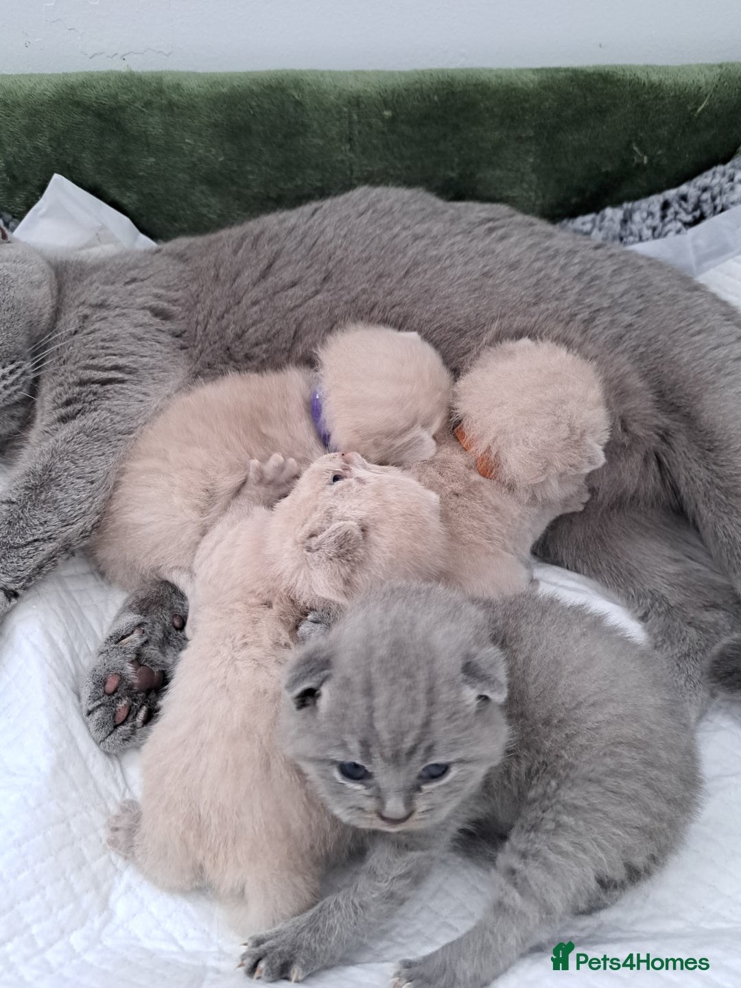 British Shorthair cats for sale: British Shorthair Lilac and Blue colour  - Image 6