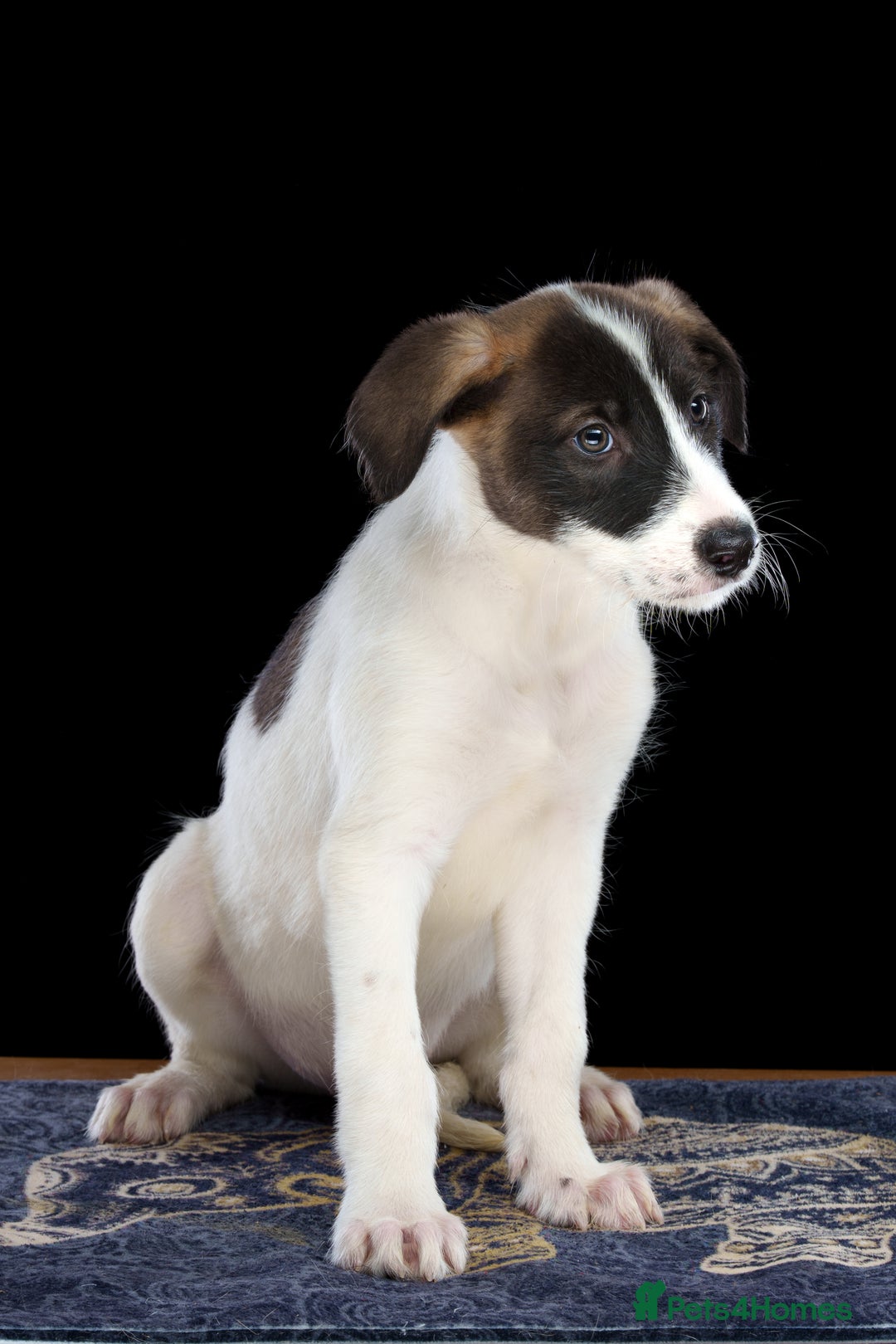 Lurcher dogs for sale: Lurcher Puppies for Sale - Advert 2