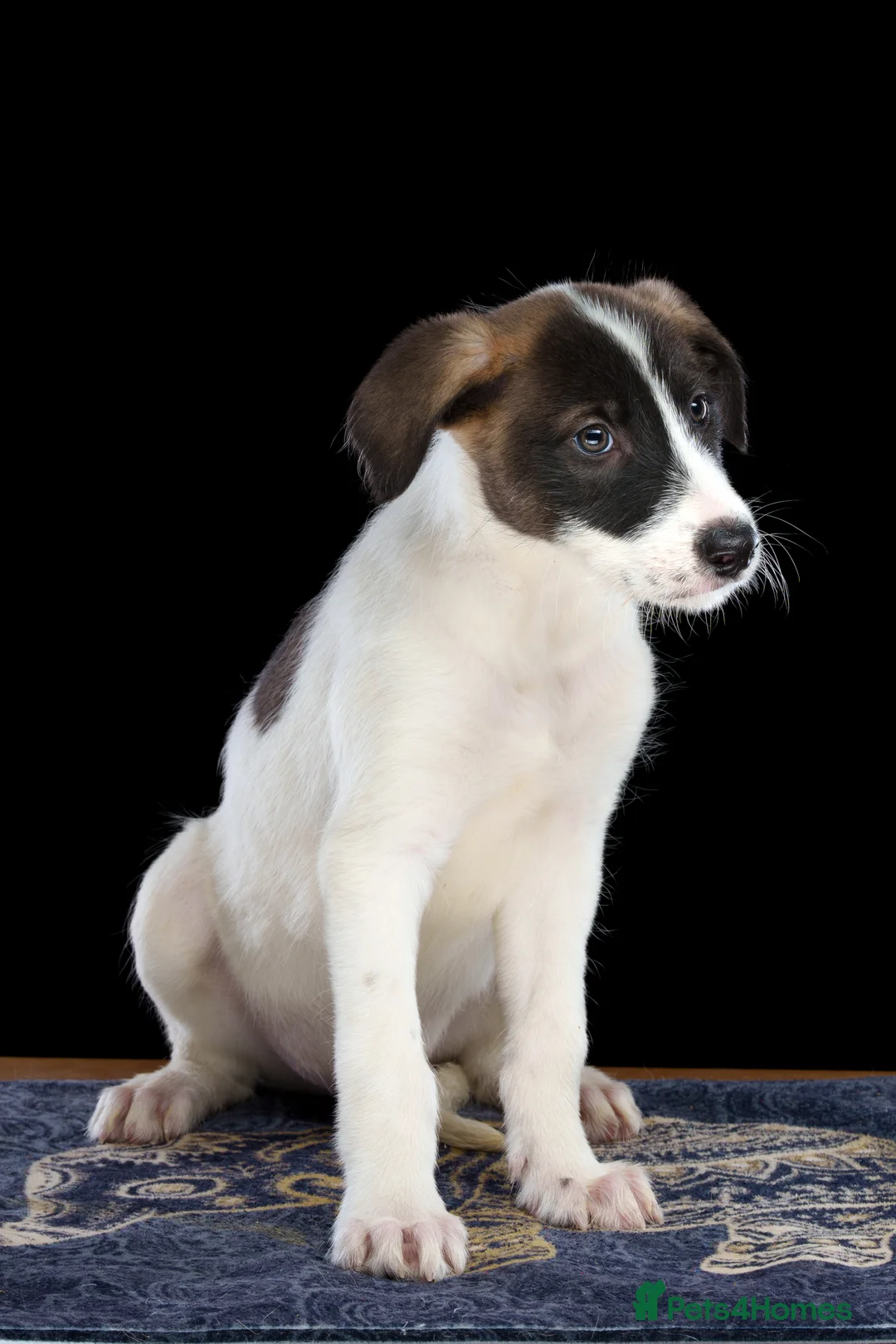 Lurcher dogs for sale: Lurcher Puppies for Sale - Advert 3