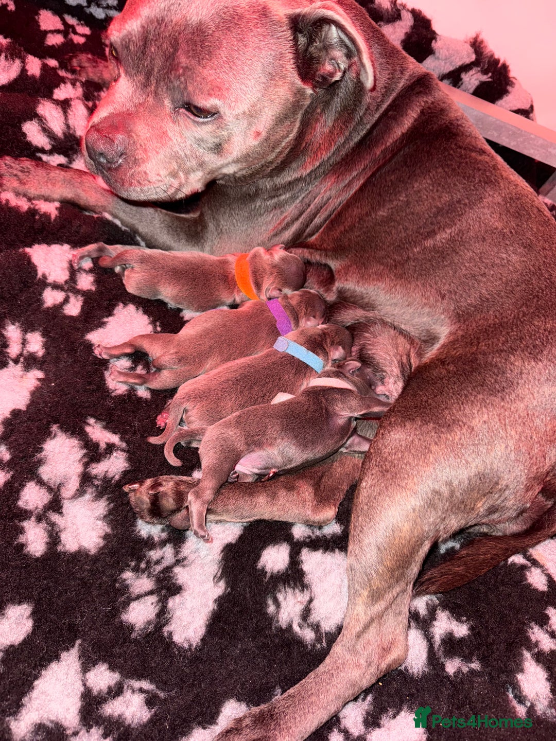 Staffordshire Bull Terrier dogs for sale: 6 Exclusive Champion blood Multi international - Image 2