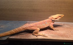 Bearded Dragon reptiles for sale: Hypo Red leatherback bearded dragon for rehoming - Image 1