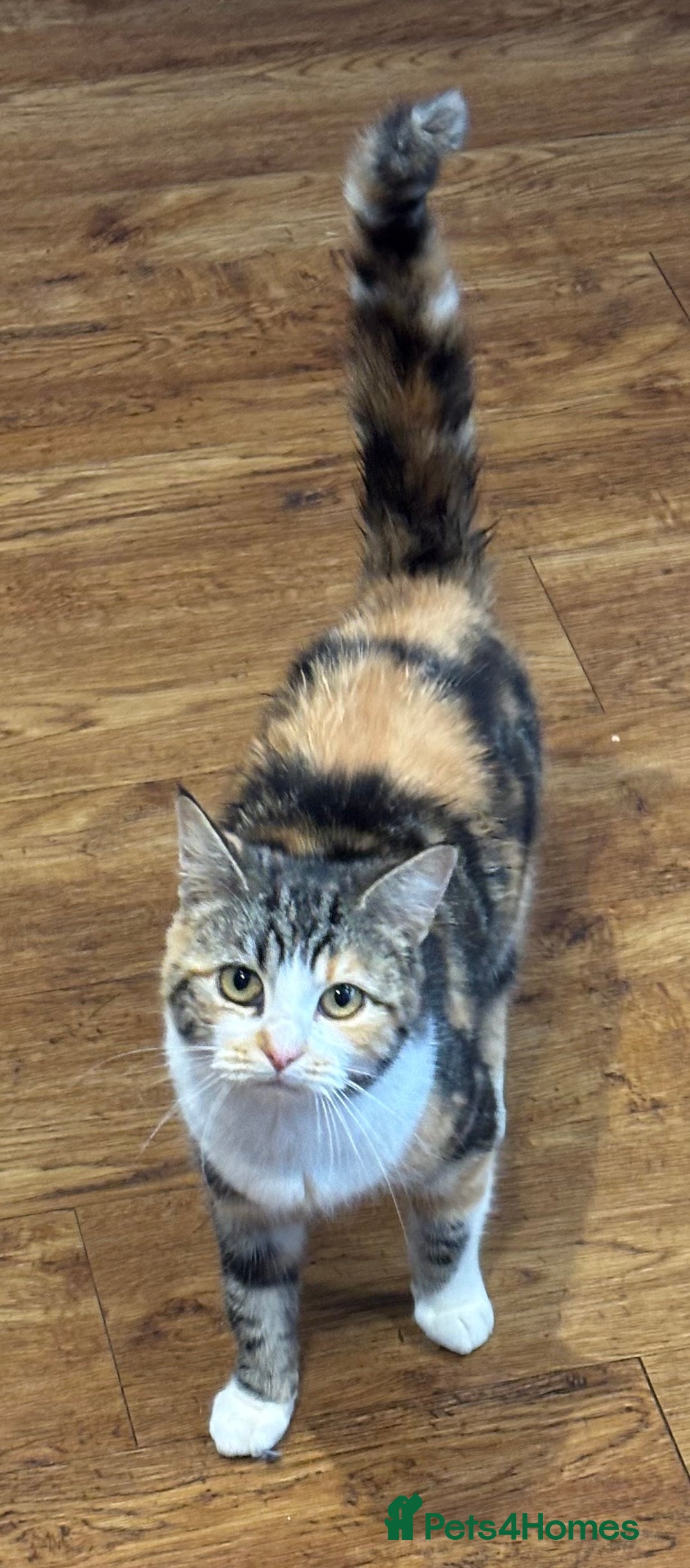 British Shorthair cats for sale: Rehoming older cat 1 year olds - Advert 1