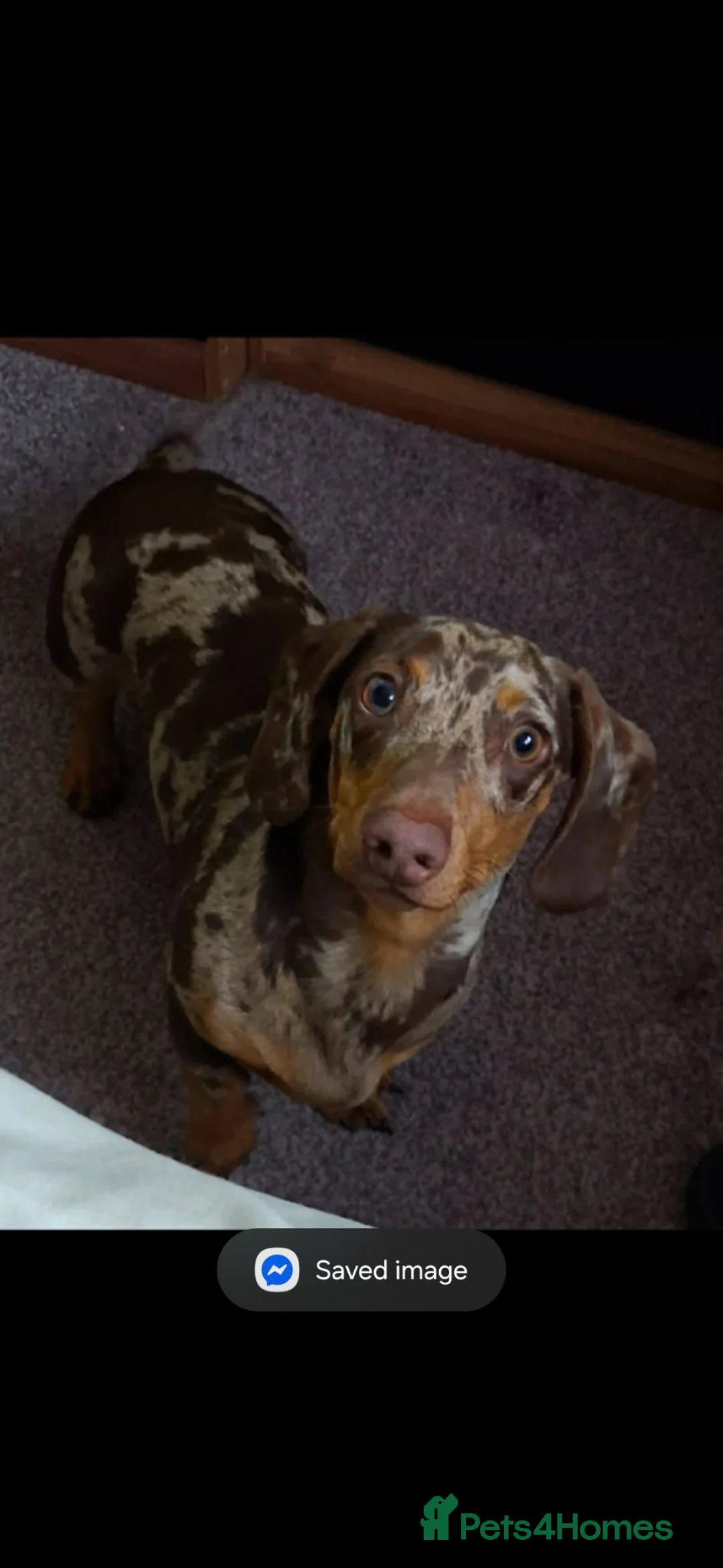Dachshund dogs for sale: 8 month old male dapple  - Advert 2