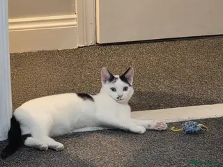 Domestic Shorthair cats Male white and black cat - Advert 6