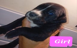 Mixed Breed dogs for sale: Taylors Minidane (Bulldane) Pups Available  - Image 7