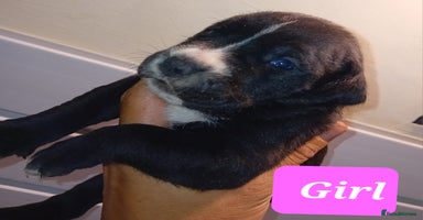 Mixed Breed dogs - Advert 12