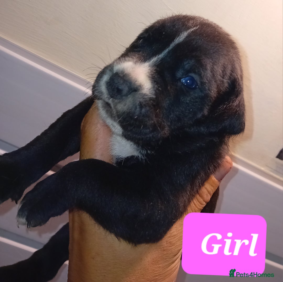 Mixed Breed dogs for sale: Taylors Minidane (Bulldane) Pups Available  - Image 7