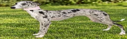 Italian Greyhound dogs for sale: Italian greyhound x whippet - Advert 3