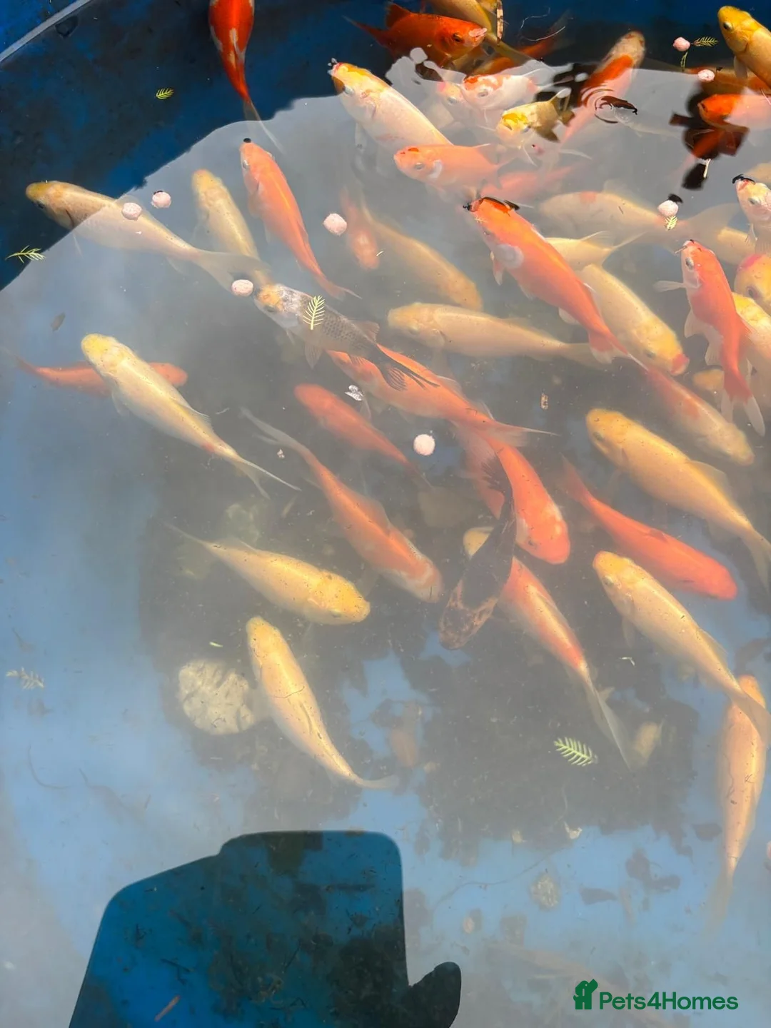 Goldfish fish for sale: 27 Healthy Pond Goldfish – Must Go Together in Wirral - Advert 1