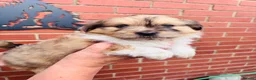 Mixed Breed dogs for sale: Sheltie cross puppies  - Advert 1