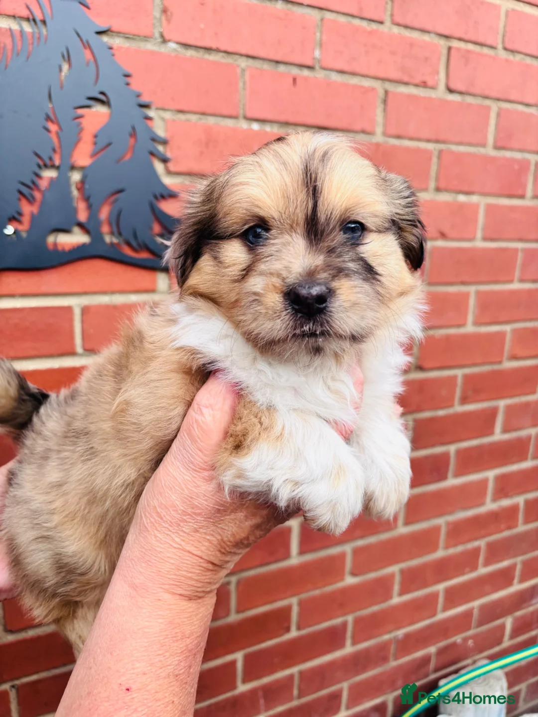 Mixed Breed dogs for sale: Sheltie cross puppies  - Advert 1