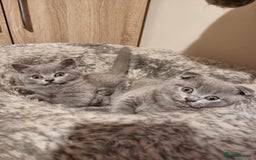 Scottish Fold cats for sale:  One Scottish fold another Scottish straight  - Image 2