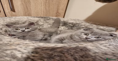Scottish Fold cats - Advert 5