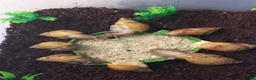 Snails invertebrates for sale: Giant African Land Snails Juveniles in Milton Keynes - Advert 9