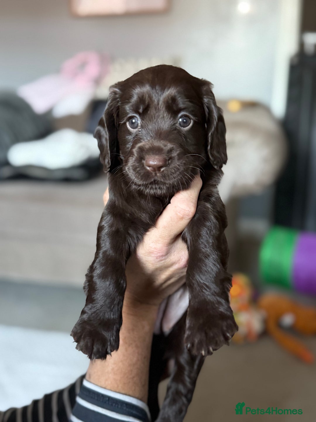 Cocker Spaniel dogs for sale: 3 Adorable kc reg working cocker spaniel puppies  - Image 21