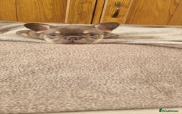 French Bulldog dogs for sale: LAST GIRL Chocolate French Bulldog puppies - Image 5