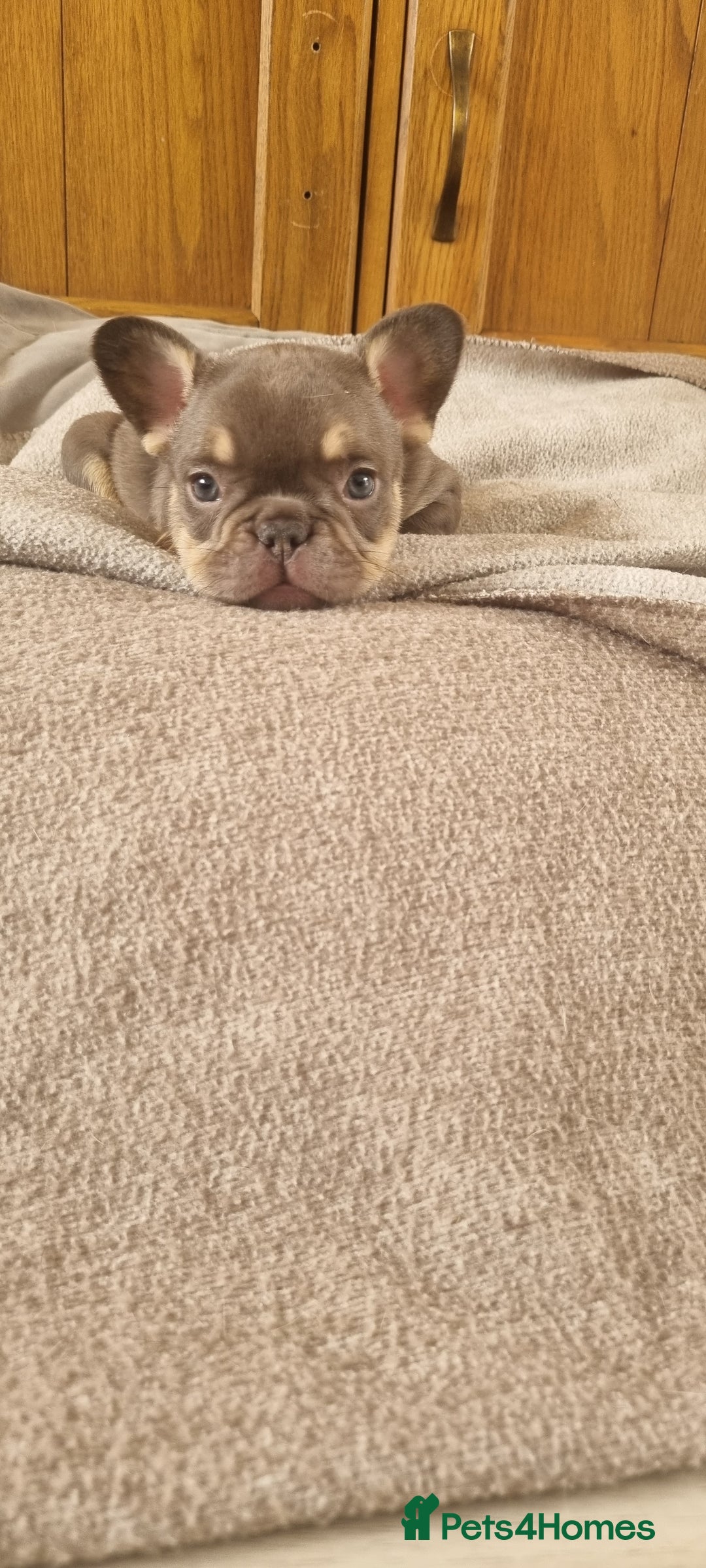 French Bulldog dogs for sale: LAST GIRL Chocolate French Bulldog puppies - Image 5