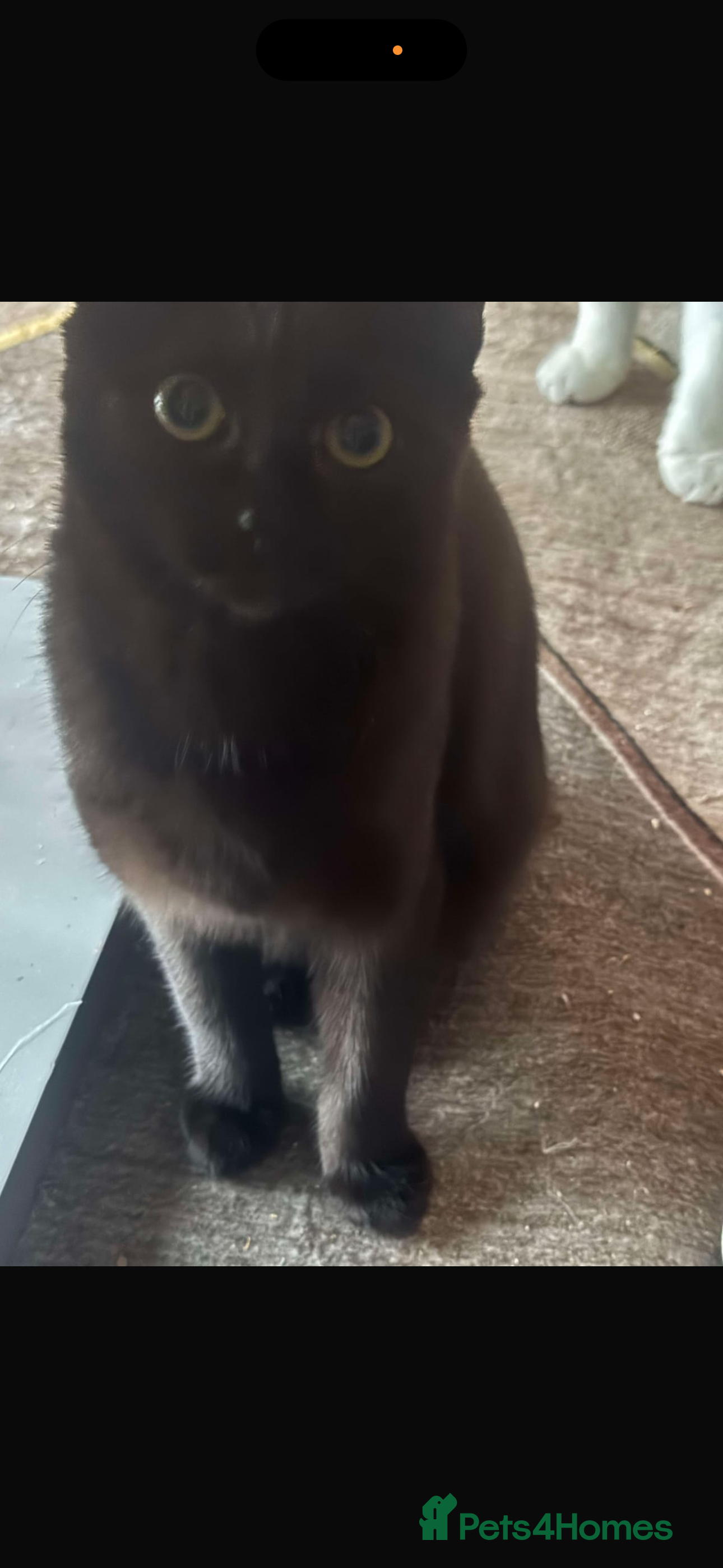 Mixed Breed cats Black kitten needs to be rehomed asap - Advert 1