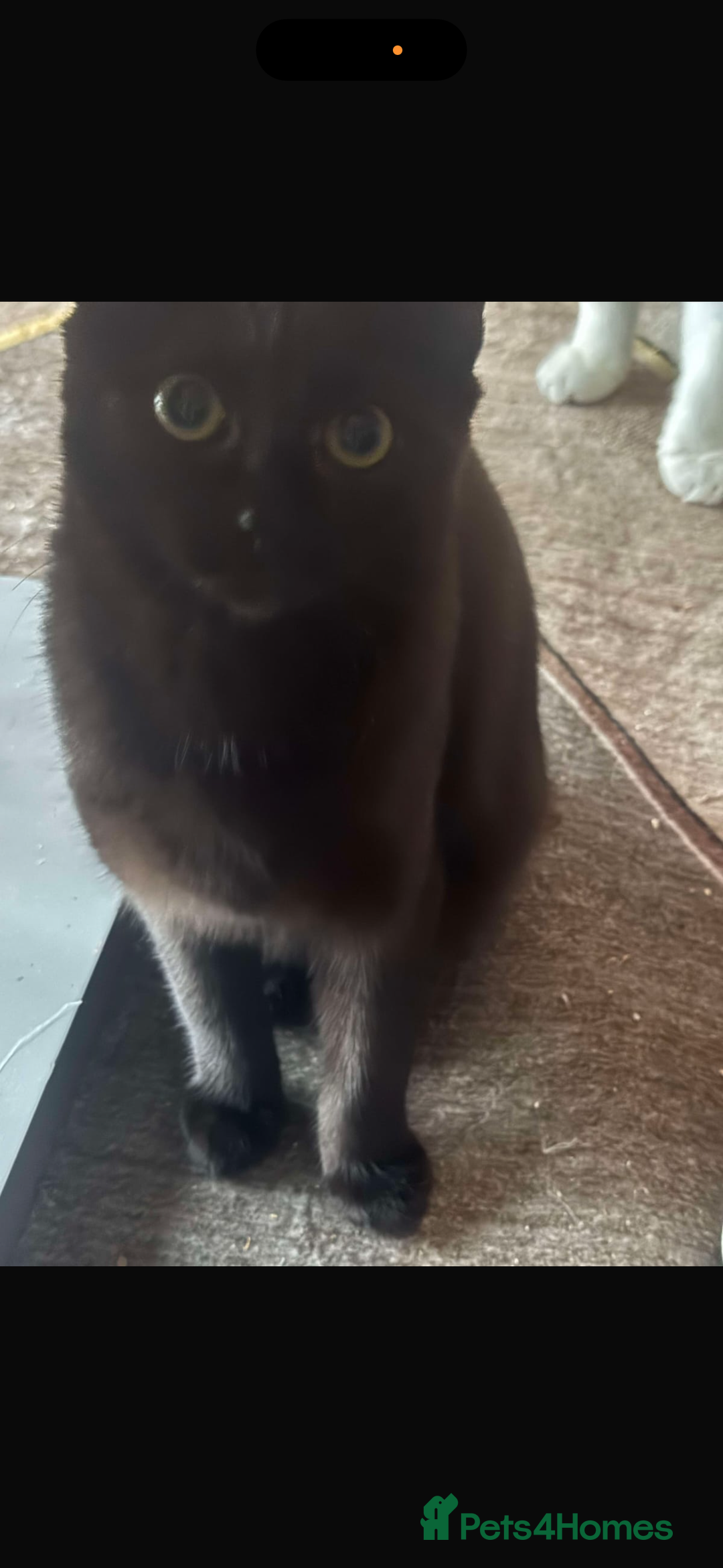 Mixed Breed cats for sale: Black kitten needs to be rehomed asap - Advert 1