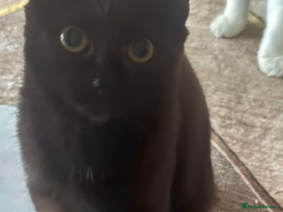 Mixed Breed cats Black kitten needs to be rehomed asap - Advert 1