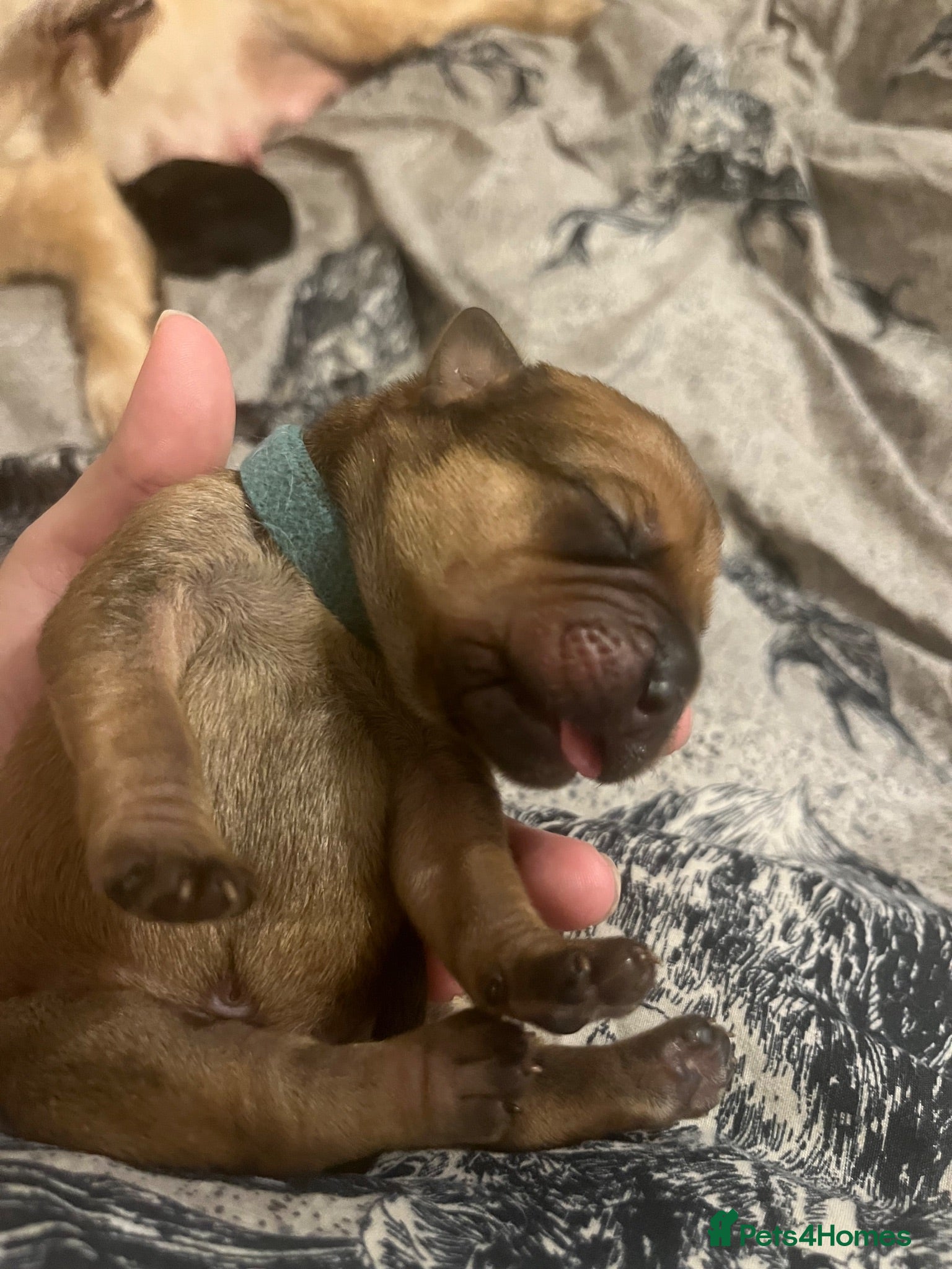 Mixed Breed dogs Canedoodle puppies £1000 - Advert 2