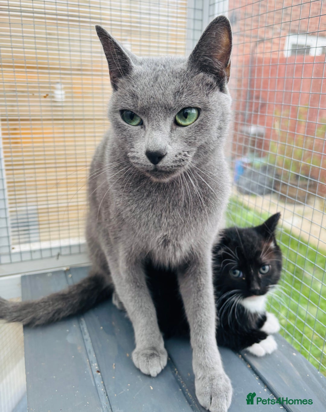 Domestic Shorthair cats for sale: Very cuddly kitten  - Image 2