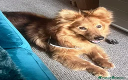 Mixed Breed dogs for adoption: 💕 Daisy & Monty – two hearts, one home 💕 - Image 9