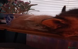 Mixed Breed cats for sale: 1 tabby girl left £130  - Image 10